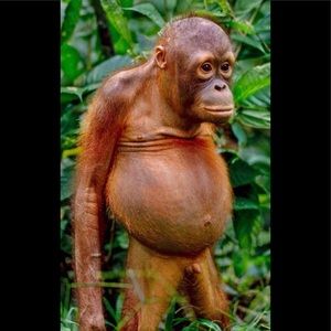 Meet your Posher, Howard